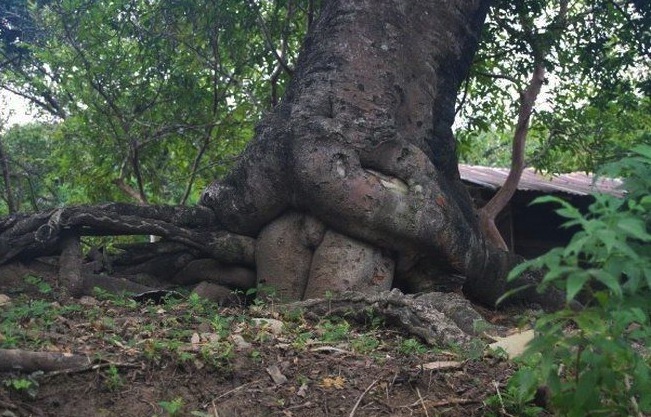 Caffyn tree sex